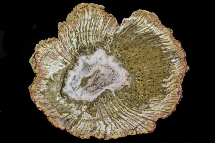 Petrified Horsetail (Calamites) From Madagascar - Rare! #74148